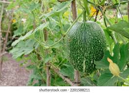 Green Malabar Gourd Seeds for Planting – Heirloom, Non-GMO, High Germination