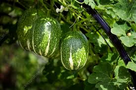 Green Malabar Gourd Seeds for Planting – Heirloom, Non-GMO, High Germination