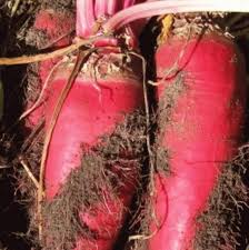 Red Mammoth Beet Seeds for Planting – Heirloom, Non-GMO, High Germination