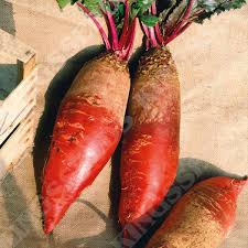 Red Mammoth Beet Seeds for Planting – Heirloom, Non-GMO, High Germination