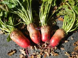 Red Mammoth Beet Seeds for Planting – Heirloom, Non-GMO, High Germination