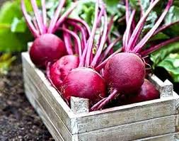 Pink Beetroot Seeds for Planting – Heirloom, Non-GMO, High Germination