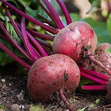 Pink Beetroot Seeds for Planting – Heirloom, Non-GMO, High Germination