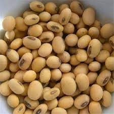 Brown Edible Soybean Seeds for Planting – Heirloom, Non-GMO, High Germination