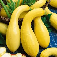 Crookneck Yellow Squash Vegetable Seeds for Planting – heirloom & Non-GMO seeds, tender curved fruits