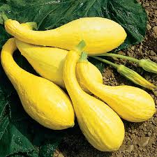 Crookneck Yellow Squash Vegetable Seeds for Planting – heirloom & Non-GMO seeds, tender curved fruits