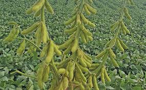 Brown Soybean Seeds for Planting – Heirloom, Non-GMO, High Germination, Organic Garden Seeds, Protein-Rich Crop