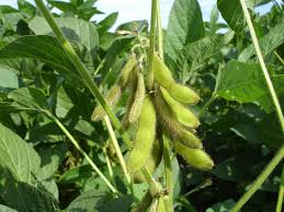 Brown Soybean Seeds for Planting – Heirloom, Non-GMO, High Germination, Organic Garden Seeds, Protein-Rich Crop