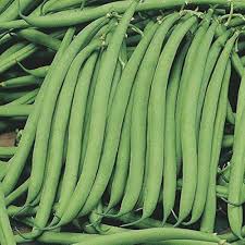 Green Beans Seeds for Planting – Heirloom, Non-GMO, High Germination, Organic Garden Seeds for Steady Harvest