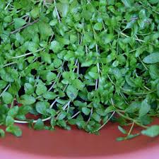 Green Penny Mint Seeds for Planting – Heirloom, Non-GMO, High Germination, Organic Garden Seeds for Kitchen Use