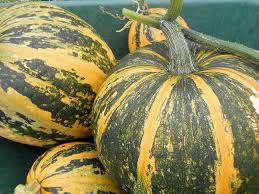 Lady Godiva Pumpkin Seeds for Planting – Heirloom, Non-GMO, High Germination, Organic Garden Seeds for Edible or Ornamental Use