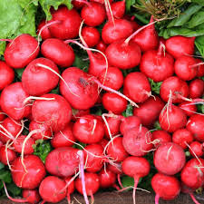 Red Turnip Seeds for Planting – Heirloom, Non-GMO, High Germination, Organic Garden Seeds for Pickling & Soups