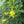 Yellow Cajanus Cajan Seeds for Planting – Heirloom, Non-GMO, High Germination, Organic Garden Seeds, Drought-Tolerant