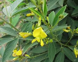 Yellow Cajanus Cajan Seeds for Planting – Heirloom, Non-GMO, High Germination, Organic Garden Seeds, Drought-Tolerant