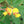 Yellow Cajanus Cajan Seeds for Planting – Heirloom, Non-GMO, High Germination, Organic Garden Seeds, Drought-Tolerant