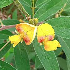 Yellow Cajanus Cajan Seeds for Planting – Heirloom, Non-GMO, High Germination, Organic Garden Seeds, Drought-Tolerant