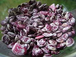 Purple White Lima Bean Seeds for Planting – Heirloom, Non-GMO, High Germination, Organic Garden Seeds for Nutritious Harvest