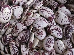 Purple White Lima Bean Seeds for Planting – Heirloom, Non-GMO, High Germination, Organic Garden Seeds for Nutritious Harvest