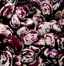 Purple White Lima Bean Seeds for Planting – Heirloom, Non-GMO, High Germination, Organic Garden Seeds for Nutritious Harvest