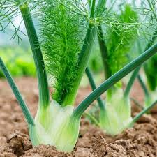 Green Florence Seeds for Planting – Heirloom & Non-GMO seeds, aromatic fennel bulbs for garden flavor – 100 pcs