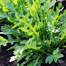 Green Rucola Seeds for Planting – Heirloom, Non-GMO, High Germination, Organic Garden Seeds for Peppery Greens & Salad