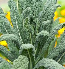 Lacinato Kale Seeds for Planting – Heirloom, Non-GMO, High Germination, Organic Garden Seeds for Nutrient-Packed Leaves