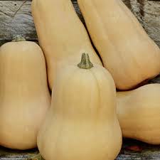 Yellow Butternut Seeds for Planting – Heirloom, Non-GMO, High Germination, Organic Garden Seeds for Sweet Squash