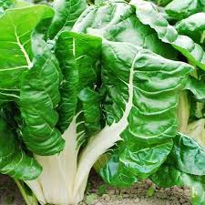 Gem Romaine Lettuce Seeds for Planting – Heirloom, Non-GMO, Crisp Mini Organic Garden Seeds with High Germination
