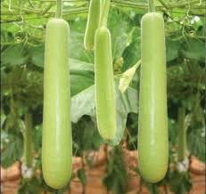 Green Bottle Gourd Seeds for Planting – Heirloom, Non-GMO, High Germination Organic Garden Seeds