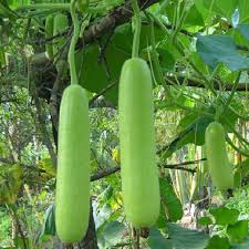 Green Bottle Gourd Seeds for Planting – Heirloom, Non-GMO, High Germination Organic Garden Seeds