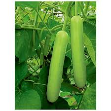 Green Bottle Gourd Seeds for Planting – Heirloom, Non-GMO, High Germination Organic Garden Seeds