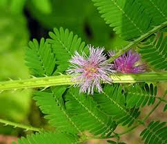 Green Mimosa Plant Seeds for Planting – Heirloom & Non-GMO seeds, sensitive touch plant for fun gardens – 100 pcs