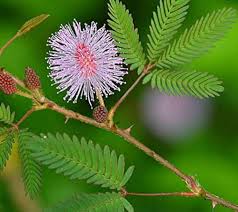 Green Mimosa Plant Seeds for Planting – Heirloom & Non-GMO seeds, sensitive touch plant for fun gardens – 100 pcs