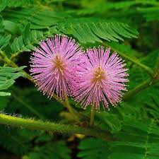 Green Mimosa Plant Seeds for Planting – Heirloom & Non-GMO seeds, sensitive touch plant for fun gardens – 100 pcs
