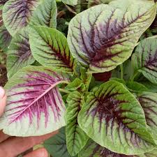 Callaloo Seeds for Planting – Heirloom, Non-GMO, High Germination Organic Garden Seeds for Caribbean Leafy Greens