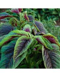 Callaloo Seeds for Planting – Heirloom, Non-GMO, High Germination Organic Garden Seeds for Caribbean Leafy Greens