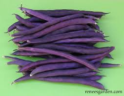 Violet Pole Bean Seeds for Planting – Heirloom, Non-GMO, High Germination Organic Garden Seeds for Climbing Beans