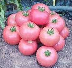 Pink Tomato Vegetable Seeds for Planting – Heirloom, Non-GMO, High Germination Organic Garden Seeds