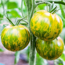 Green Zebra Tomato Seeds for Planting – Heirloom, Non-GMO, High Germination Organic Garden Seeds