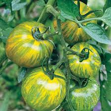 Green Zebra Tomato Seeds for Planting – Heirloom, Non-GMO, High Germination Organic Garden Seeds
