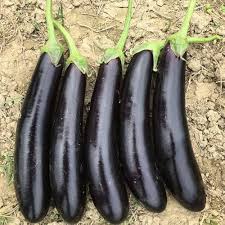 Black Eggplant Vegetable Seeds for Planting – Heirloom, Non-GMO, High Germination Organic Garden Seeds