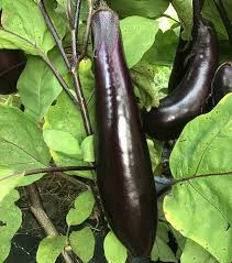 Orient Eggplant Seeds for Planting – Heirloom, Non-GMO, Slender Organic Garden Seeds – High Germination, Great for Stir Fry
