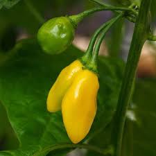 Kanthari Chili Pepper Seeds for Planting – Rare Heirloom Non-GMO Organic Garden Seeds – Fiery Heat in Compact Plants