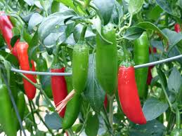 Mix Serrano Chili Seeds for Planting – Heirloom, Non-GMO, High Germination Organic Garden Seeds
