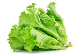 Lettuce Vegetable Seeds for Planting – Heirloom, Non-GMO, Crisp Leafy Greens – Organic Garden Seeds