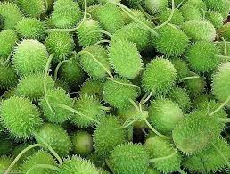 Cucumis Anguria Seeds for Planting – Heirloom, Non-GMO, High Germination Organic Garden Seeds