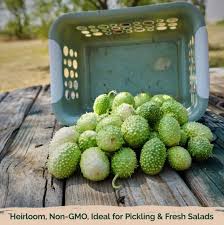 Cucumis Anguria Seeds for Planting – Heirloom, Non-GMO, High Germination Organic Garden Seeds