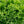 Wild Lettuce Plant Seeds for Planting – Heirloom & Non-GMO, High Germination Organic Seeds for Natural Leafy Green Gardens