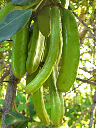 Carob Vegetable Seeds for Planting – Heirloom Non-GMO Organic Garden Seeds – Sweet Pods for Chocolate Substitute