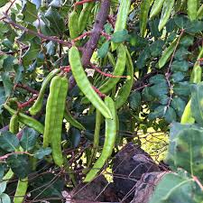 Carob Vegetable Seeds for Planting – Heirloom Non-GMO Organic Garden Seeds – Sweet Pods for Chocolate Substitute